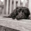 Monochrome Yorkiepoo Paint By Numbers