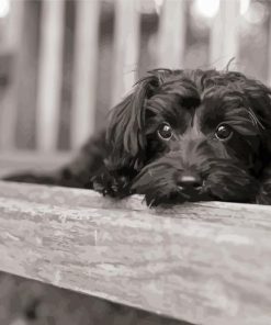 Monochrome Yorkiepoo Paint By Numbers