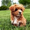 Brown Yorkiepoo Paint By Numbers