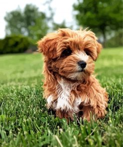 Brown Yorkiepoo Paint By Numbers