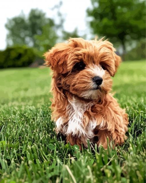 Brown Yorkiepoo Paint By Numbers
