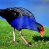 Aesthetic Pukeko Paint By Numbers