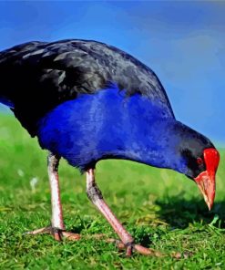 Aesthetic Pukeko Paint By Numbers