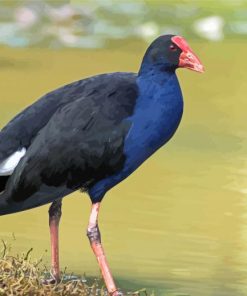 Pukeko Paint By Numbers