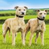 Lurcher Dogs Paint By Numbers