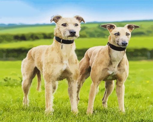 Lurcher Dogs Paint By Numbers