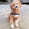 Poochon Dog Paint By Numbers