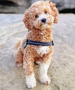 Poochon Dog Paint By Numbers