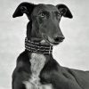 Monochrome Black Lurcher Paint By Numbers