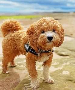 Poochon Dog Animal Paint By Numbers