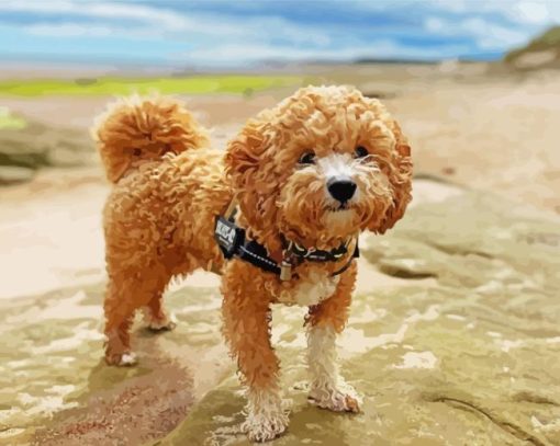 Poochon Dog Animal Paint By Numbers