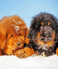 Tibetan Mastiff Dogs Paint By Numbers