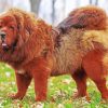Tibetan Mastiff Paint By Numbers