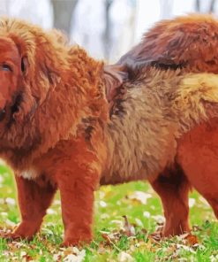 Tibetan Mastiff Paint By Numbers