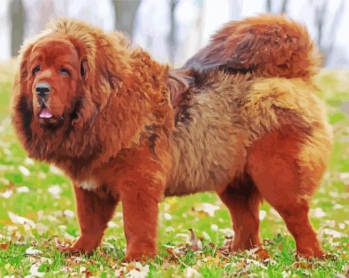 Tibetan Mastiff Paint By Numbers