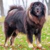 Black Tibetan Mastiff Paint By Numbers