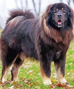 Black Tibetan Mastiff Paint By Numbers