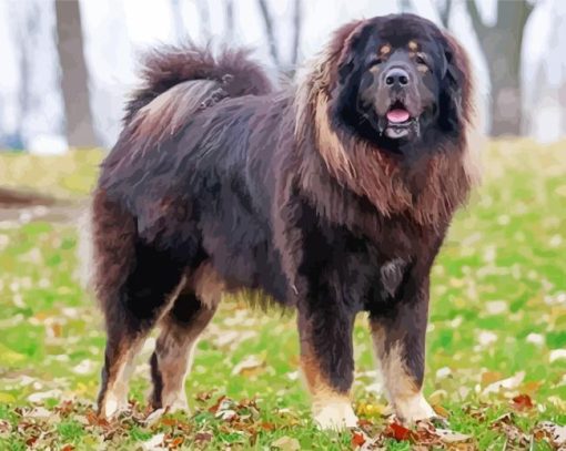 Black Tibetan Mastiff Paint By Numbers