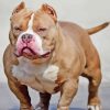 Strong American Bully Paint By Numbers