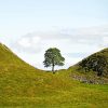 Sycamore Gap Paint By Numbers