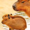Cute Capybara Paint By Numbers