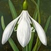 White Galanthus Paint By Numbers