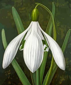 White Galanthus Paint By Numbers