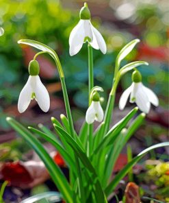 Galanthus Flowers Paint By Numbers