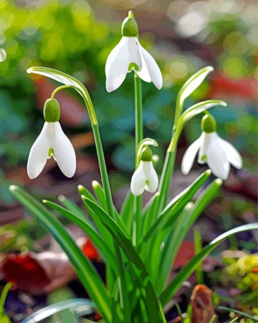 Galanthus Flowers Paint By Numbers