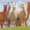 Wild Alpacas Animals Paint By Number