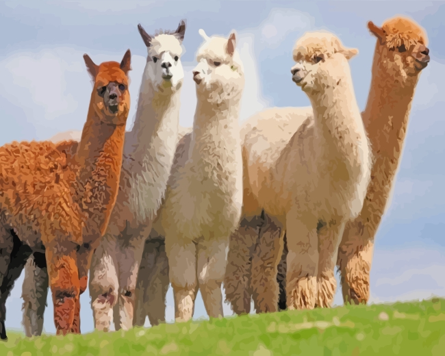 Wild Alpacas Animals Paint By Number