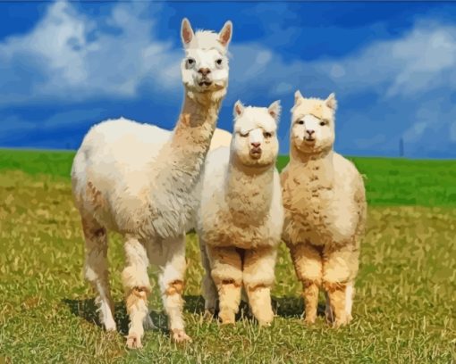 Wild Alpacas Paint By Number